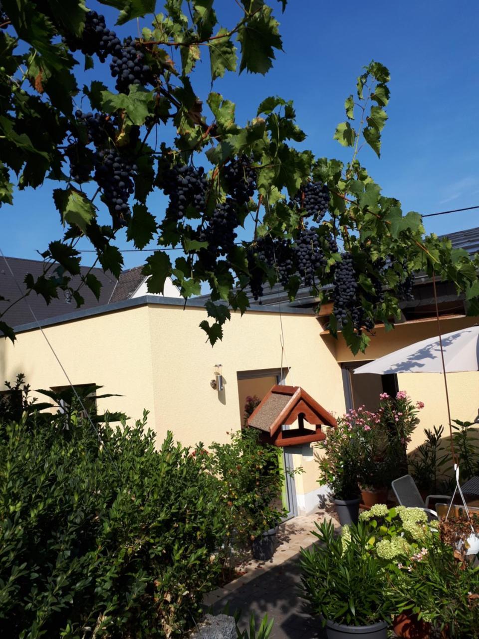 Gaestehaus Jufferpanorama Brauneberg Exterior foto